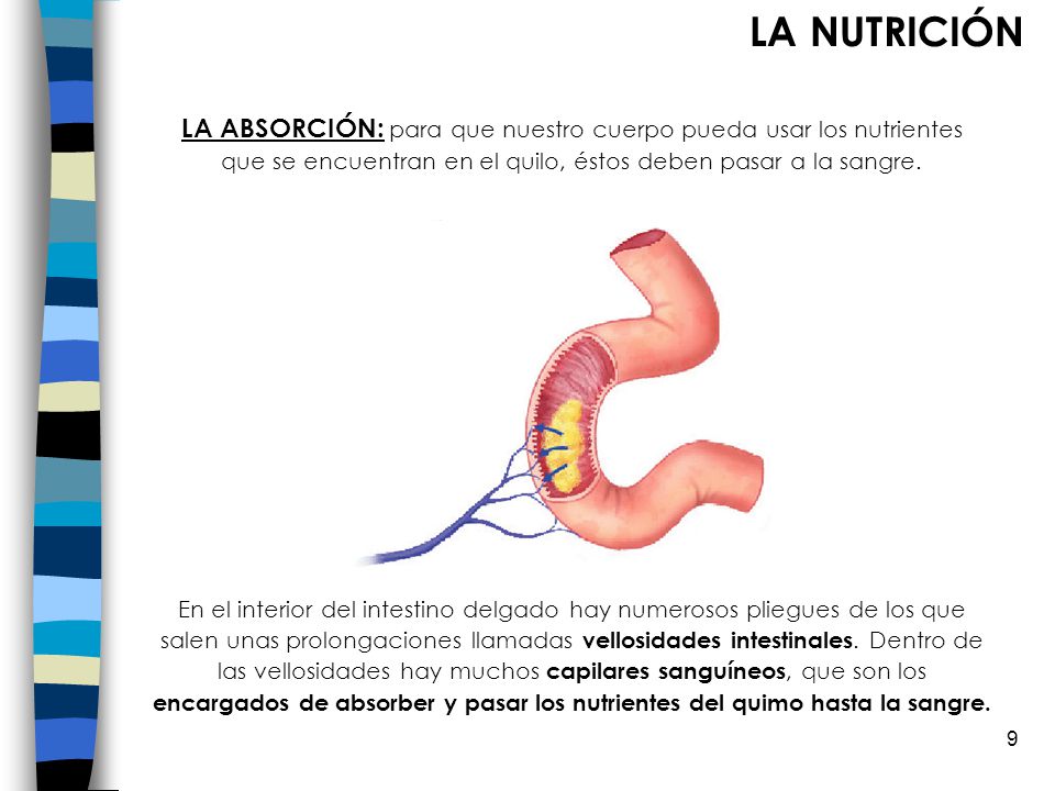 LA NUTRICIÓN LA ABSORCIÓN: para que nuestro cuerpo pueda usar los nutrientes que se encuentran en el quilo, éstos deben pasar a la sangre.