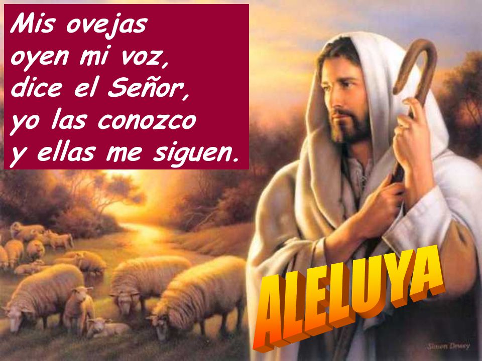 Mis ovejas oyen mi voz, dice el Señor, yo las conozco y ellas me siguen.