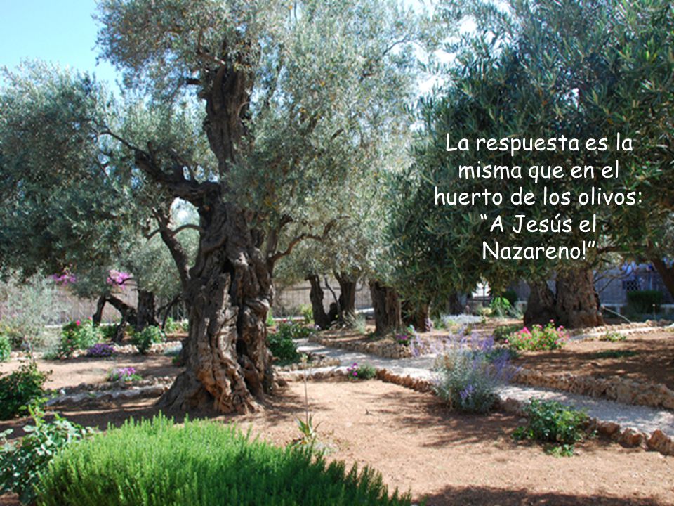 La respuesta es la misma que en el huerto de los olivos: A Jesús el Nazareno!