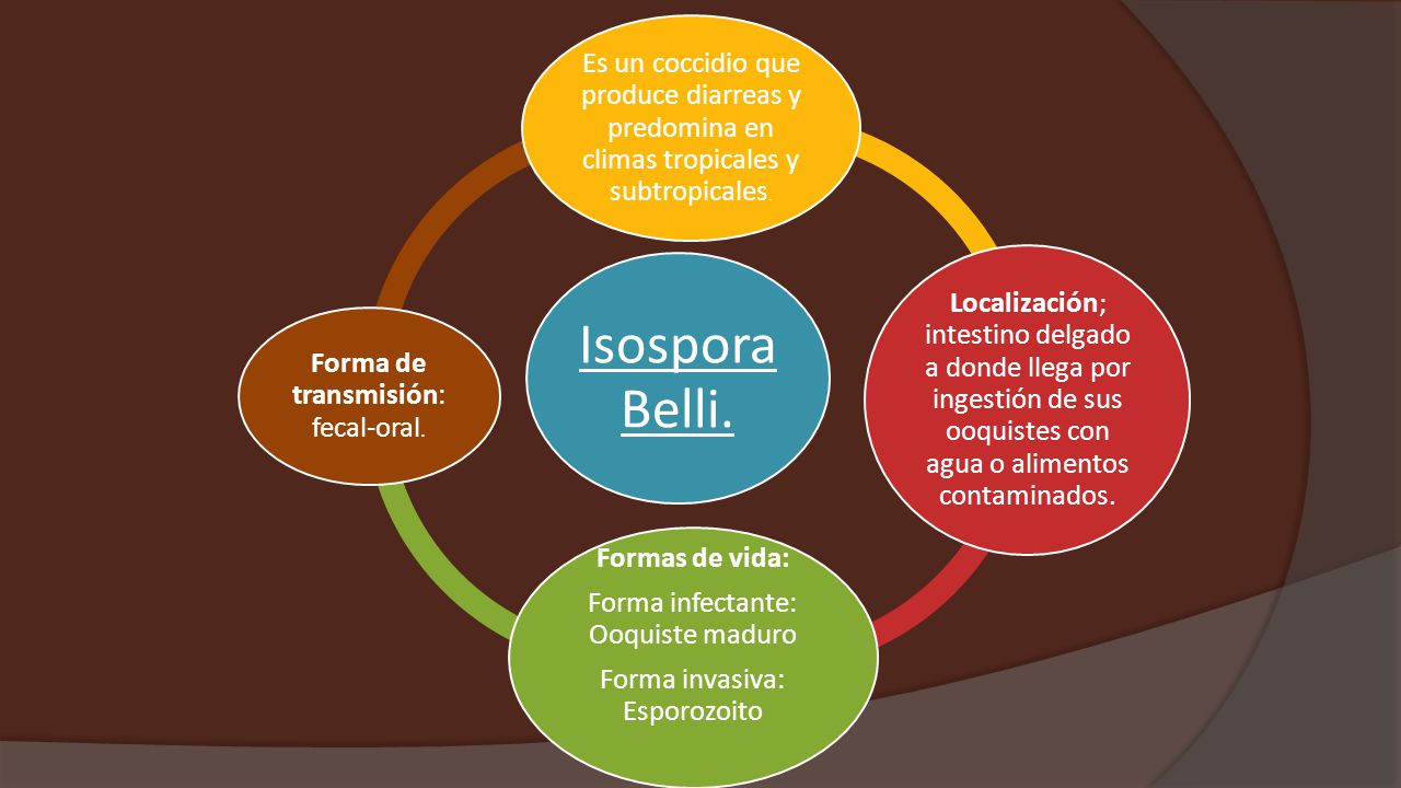 Isospora Belli. Es un coccidio que produce diarreas y predomina en climas tropicales y subtropicales.