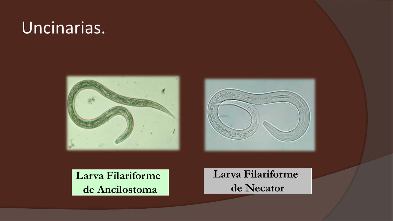 Uncinarias. Larva Filariforme Larva Filariforme de Necator