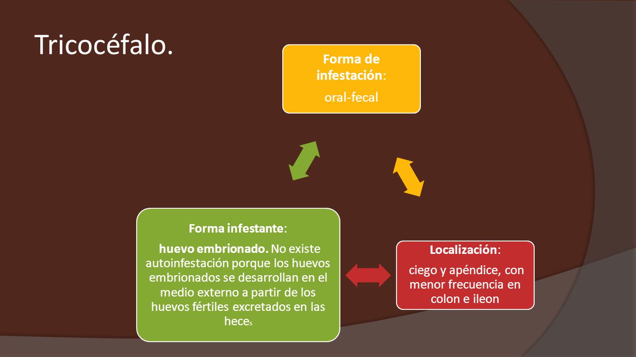 ciego y apéndice, con menor frecuencia en colon e ileon