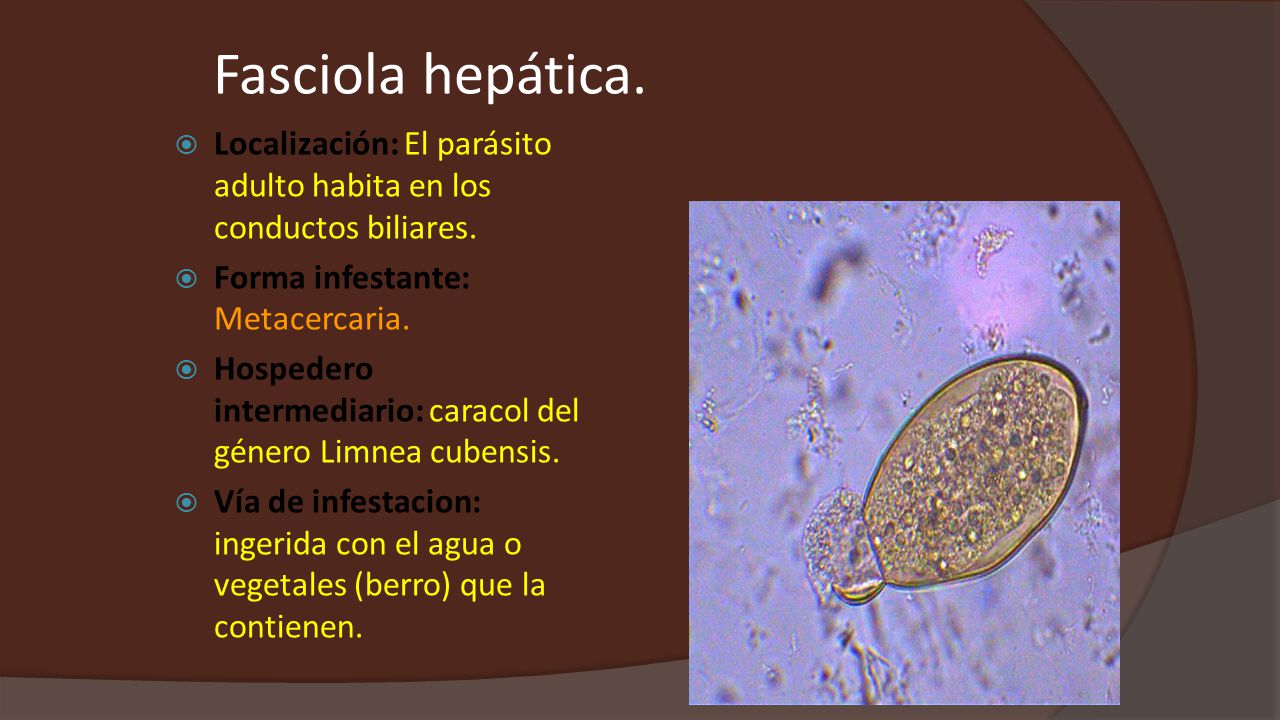 Fasciola hepática. Localización: El parásito adulto habita en los conductos biliares. Forma infestante: Metacercaria.