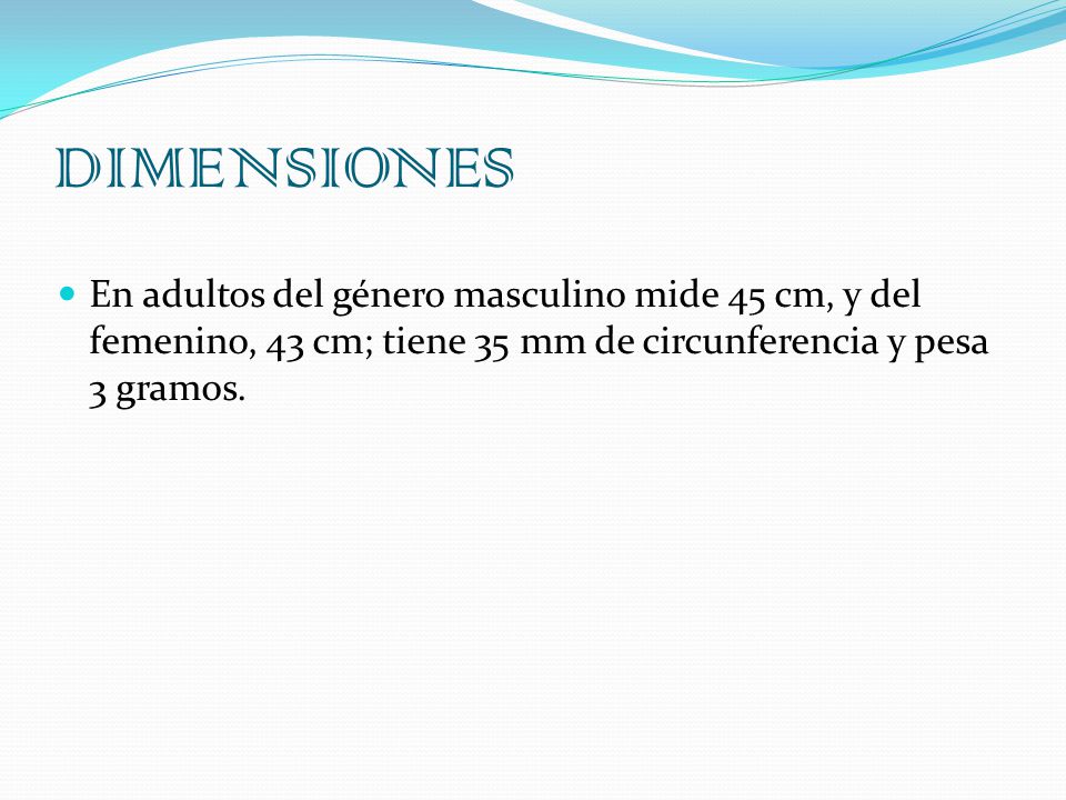 DIMENSIONES En adultos del género masculino mide 45 cm, y del femenino, 43 cm; tiene 35 mm de circunferencia y pesa 3 gramos.