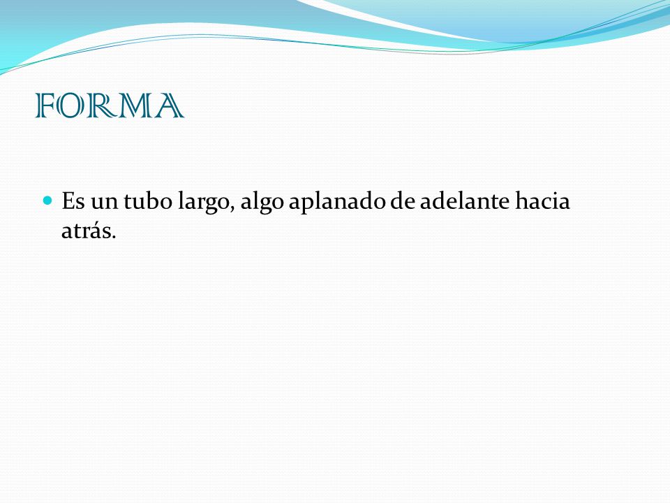 FORMA Es un tubo largo, algo aplanado de adelante hacia atrás.