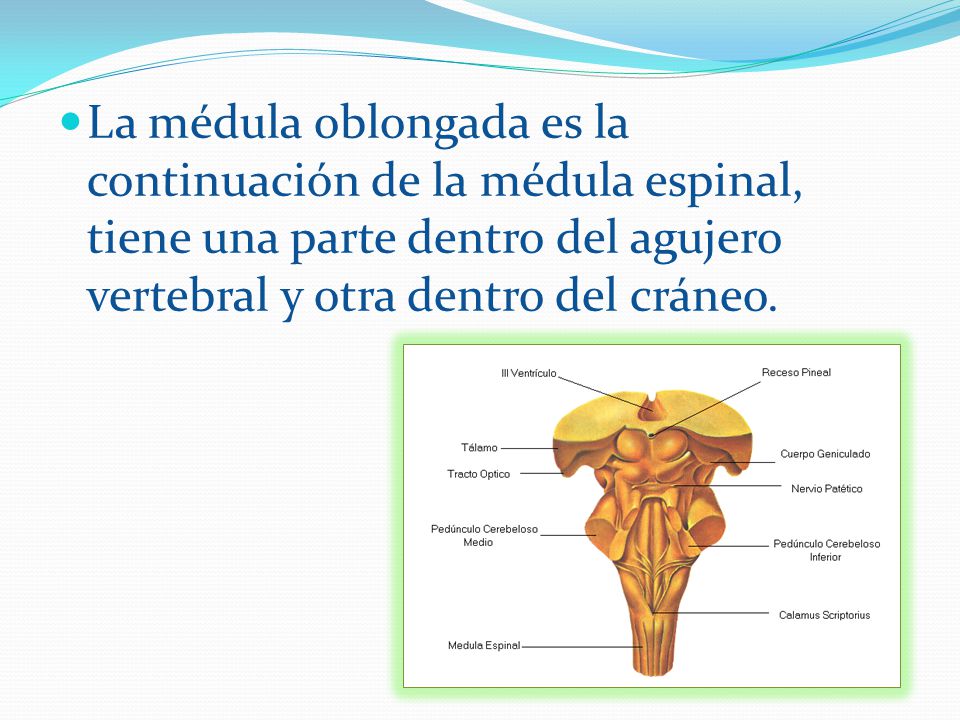La médula oblongada es la continuación de la médula espinal, tiene una parte dentro del agujero vertebral y otra dentro del cráneo.