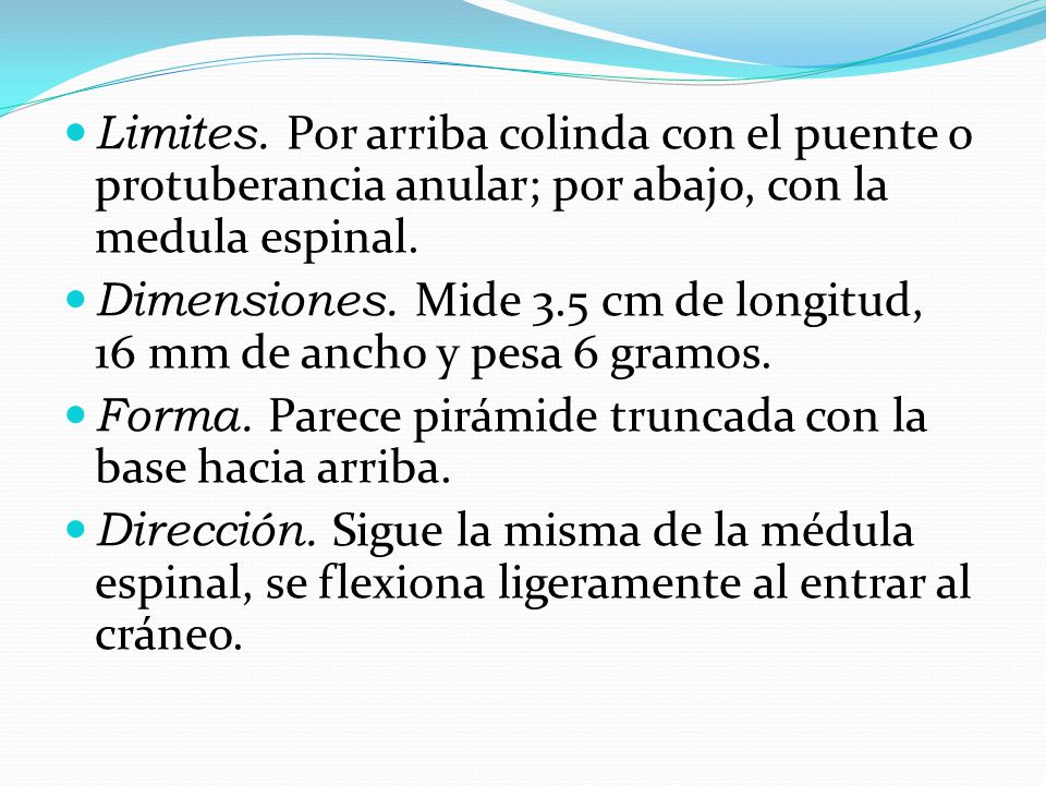 Limites. Por arriba colinda con el puente o protuberancia anular; por abajo, con la medula espinal.