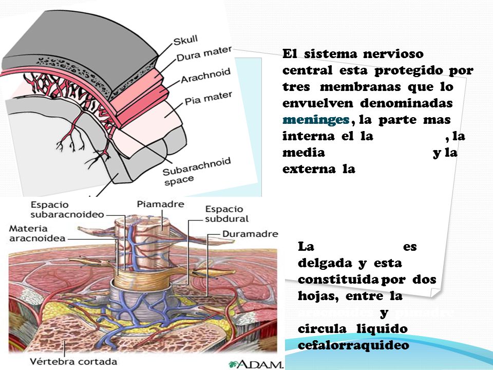 El sistema nervioso central esta protegido por tres membranas que lo envuelven denominadas meninges , la parte mas interna el la pimadre , la media la aracnoides y la externa la duramadre .