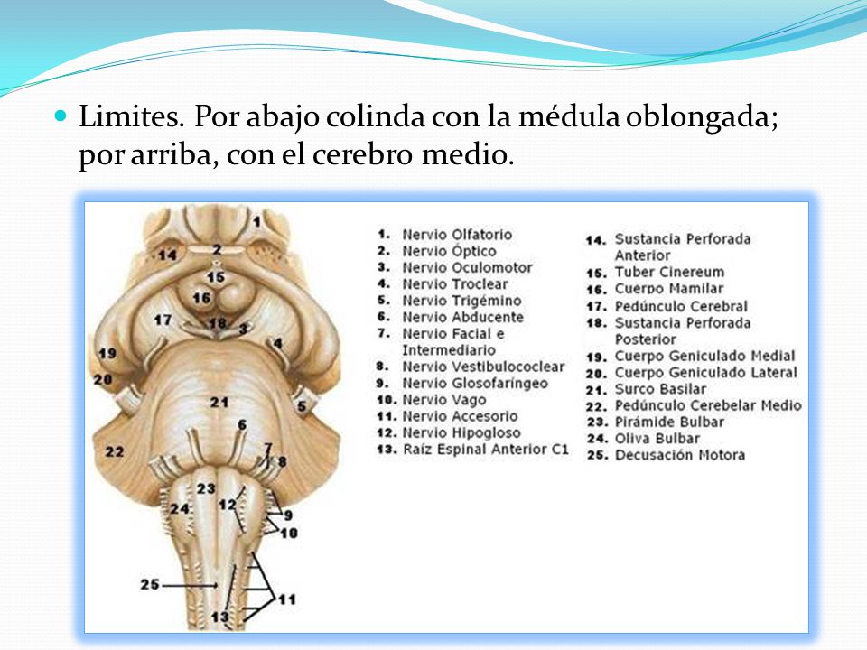 Limites. Por abajo colinda con la médula oblongada; por arriba, con el cerebro medio.