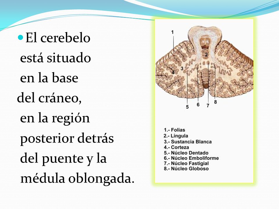 El cerebelo está situado. en la base. del cráneo, en la región. posterior detrás. del puente y la.
