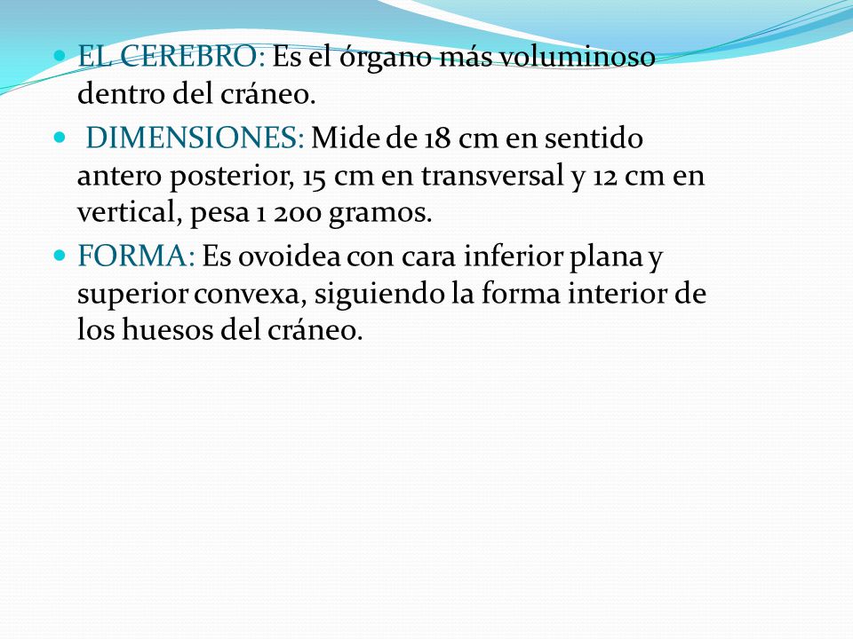 EL CEREBRO: Es el órgano más voluminoso dentro del cráneo.