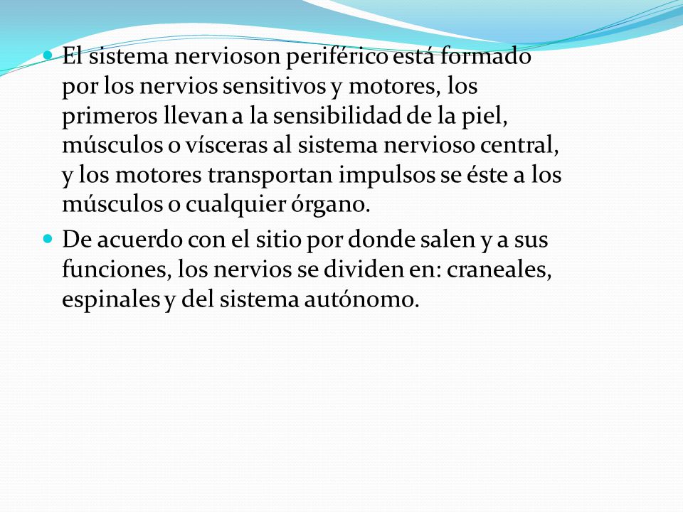 El sistema nervioson periférico está formado por los nervios sensitivos y motores, los primeros llevan a la sensibilidad de la piel, músculos o vísceras al sistema nervioso central, y los motores transportan impulsos se éste a los músculos o cualquier órgano.