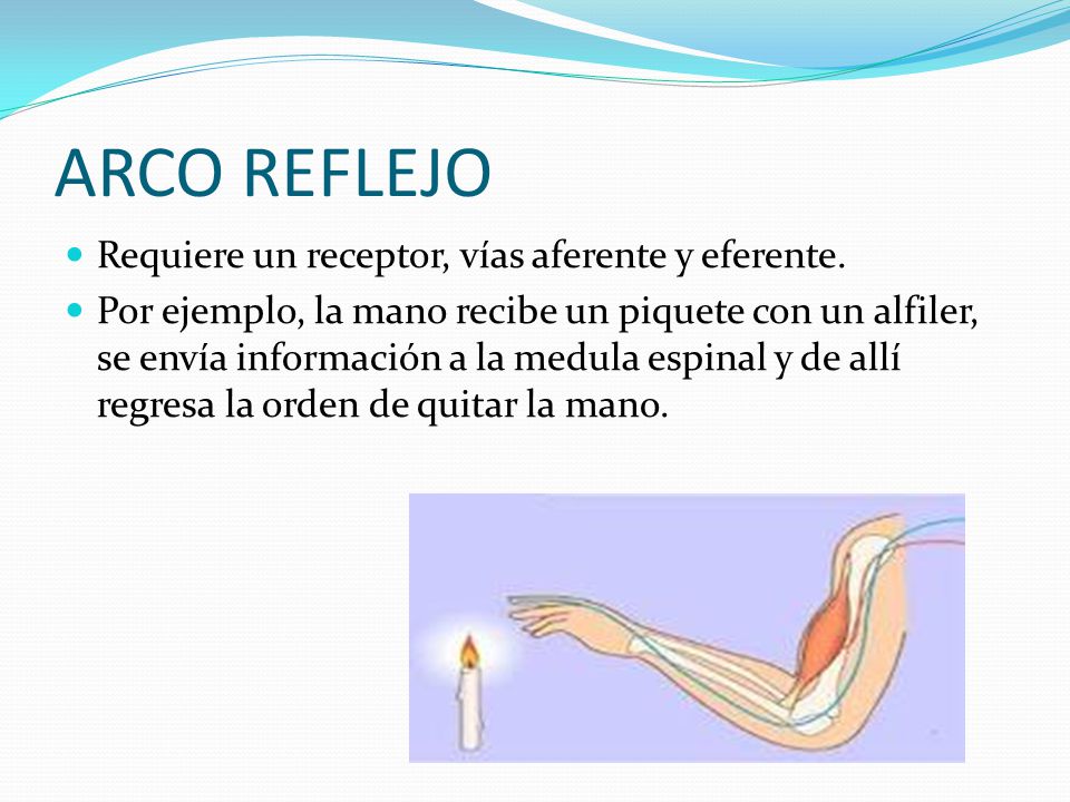 ARCO REFLEJO Requiere un receptor, vías aferente y eferente.