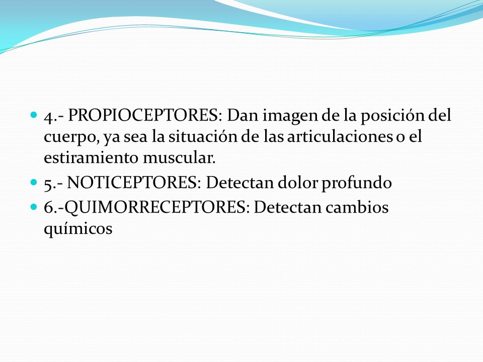 4.- PROPIOCEPTORES: Dan imagen de la posición del cuerpo, ya sea la situación de las articulaciones o el estiramiento muscular.
