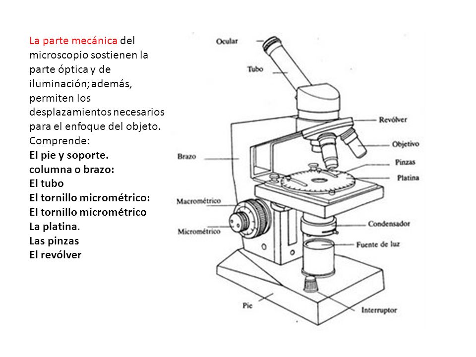 La parte mecánica del microscopio sostienen la parte óptica y de iluminación; además, permiten los desplazamientos necesarios para el enfoque del objeto.
