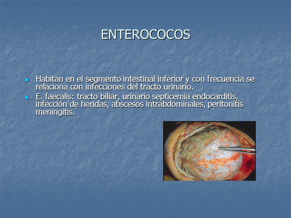 ENTEROCOCOS Habitan en el segmento intestinal inferior y con frecuencia se relaciona con infecciones del tracto urinario.