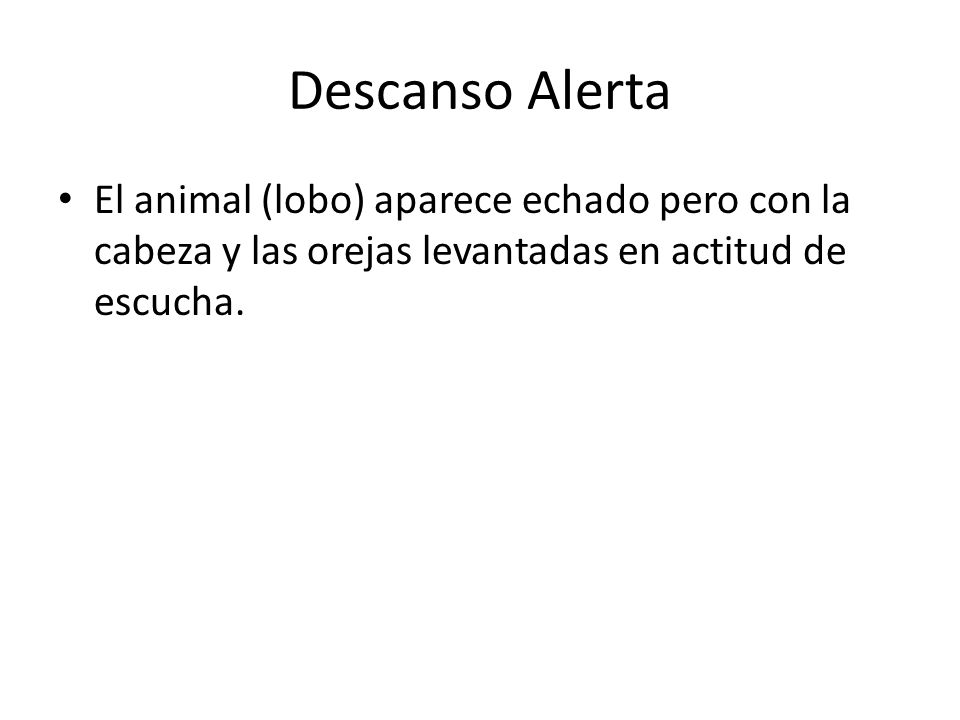 Descanso Alerta El animal (lobo) aparece echado pero con la cabeza y las orejas levantadas en actitud de escucha.
