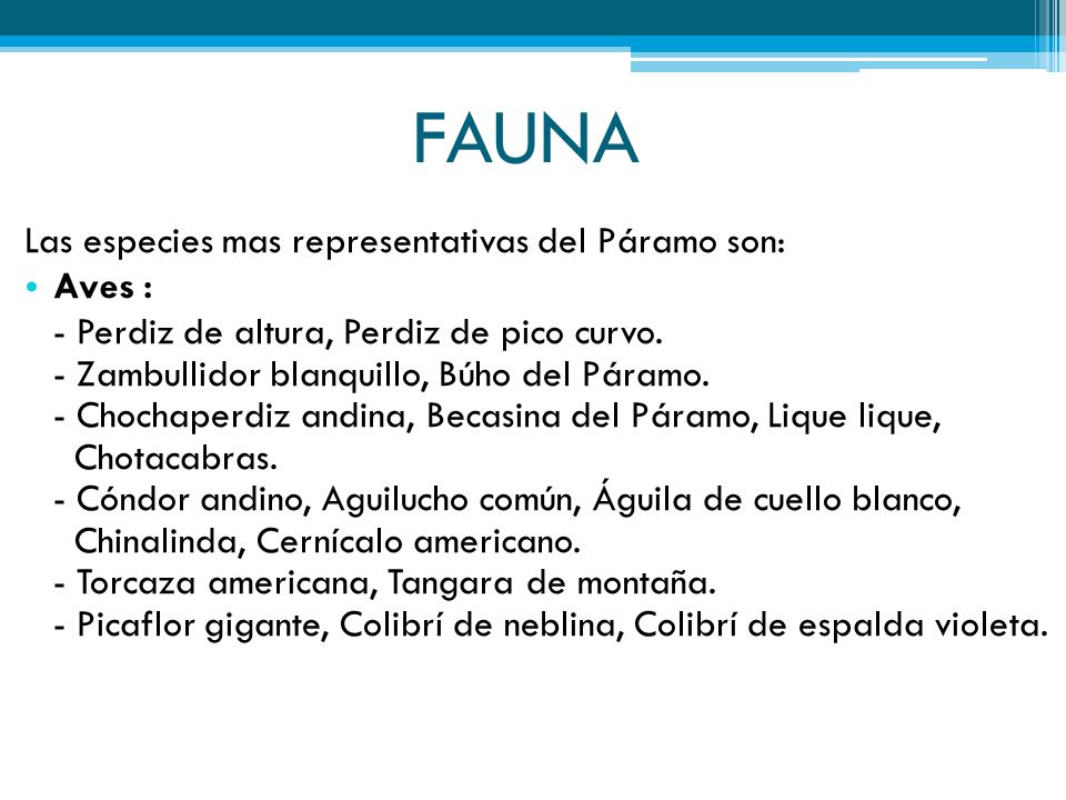 FAUNA Las especies mas representativas del Páramo son: Aves :