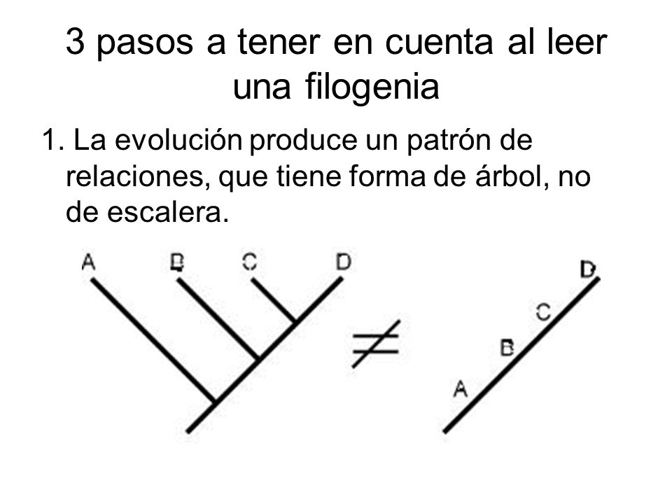 3 pasos a tener en cuenta al leer una filogenia