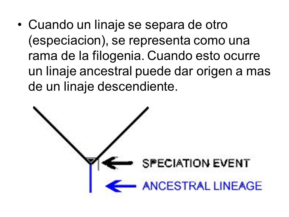 Cuando un linaje se separa de otro (especiacion), se representa como una rama de la filogenia.
