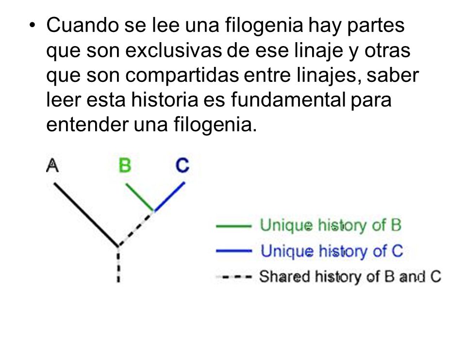 Cuando se lee una filogenia hay partes que son exclusivas de ese linaje y otras que son compartidas entre linajes, saber leer esta historia es fundamental para entender una filogenia.