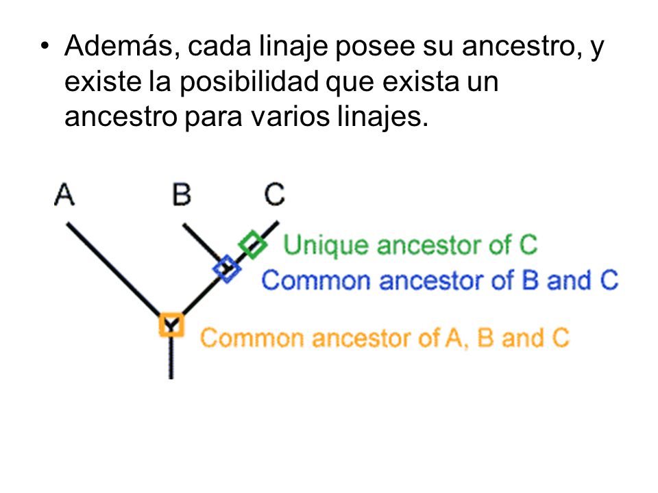 Además, cada linaje posee su ancestro, y existe la posibilidad que exista un ancestro para varios linajes.