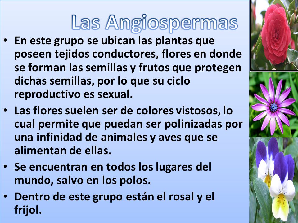 En este grupo se ubican las plantas que poseen tejidos conductores, flores en donde se forman las semillas y frutos que protegen dichas semillas, por lo que su ciclo reproductivo es sexual.