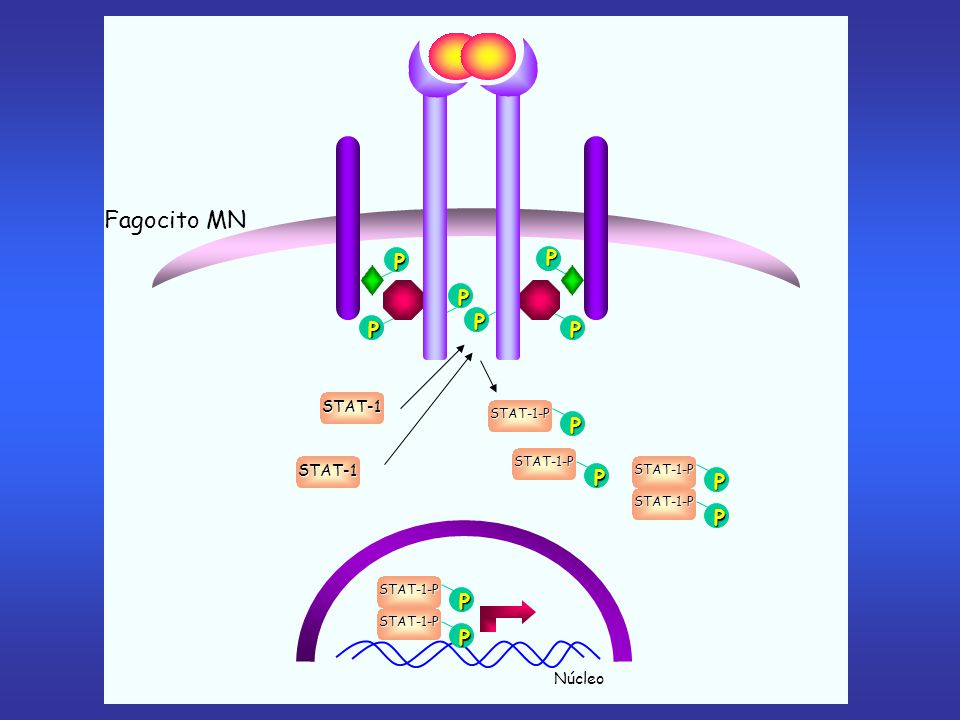 Fagocito MN P P STAT-1 P STAT-1-P P STAT-1-P P STAT-1-P Núcleo