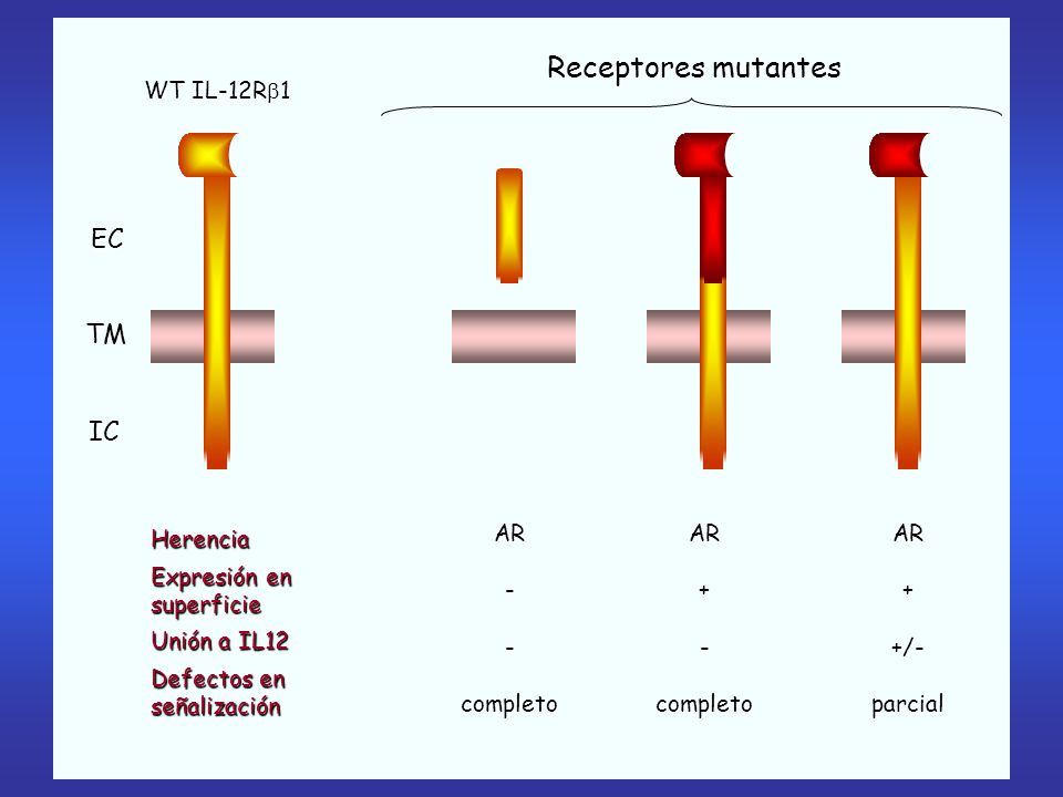 Receptores mutantes EC TM IC WT IL-12R1 AR + - completo AR + +/-
