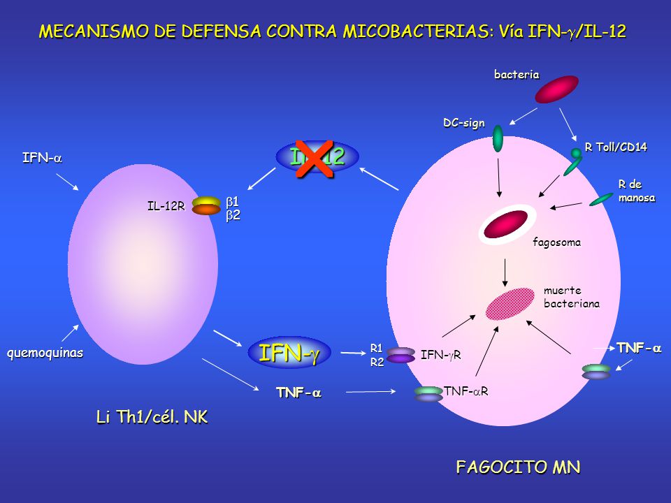 MECANISMO DE DEFENSA CONTRA MICOBACTERIAS: Vía IFN-/IL-12