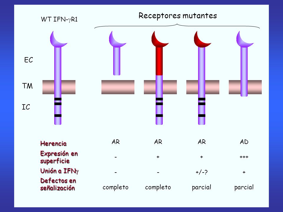 Receptores mutantes EC TM IC WT IFN-R1 AR - completo AR + - completo