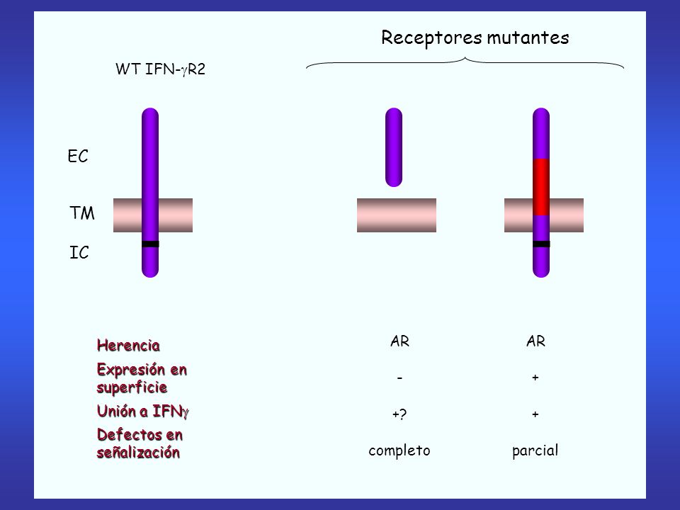 Receptores mutantes EC TM IC WT IFN-R2 AR - + completo AR + parcial