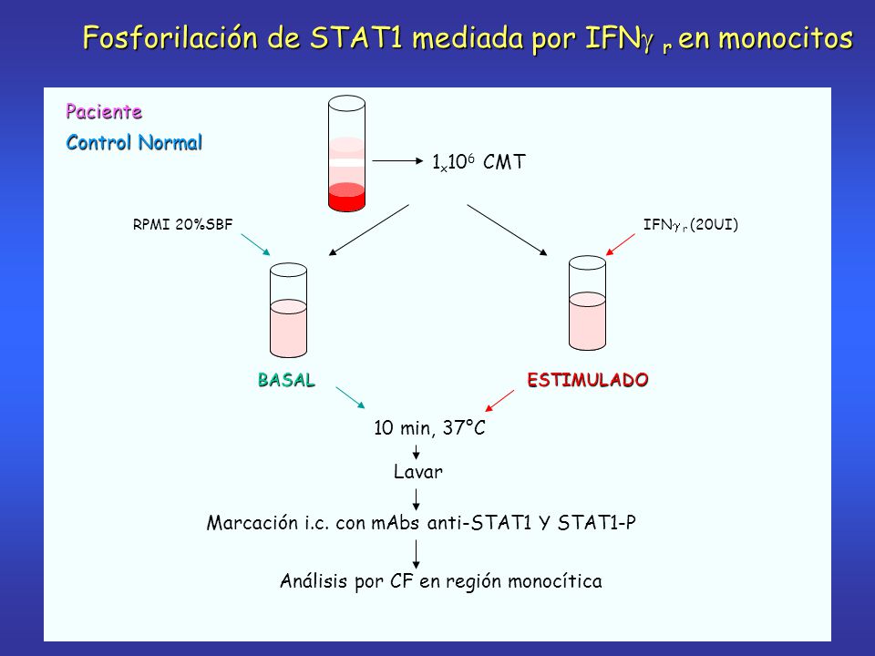 Fosforilación de STAT1 mediada por IFN r en monocitos