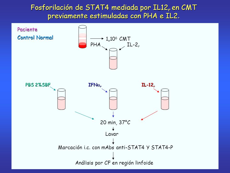 Fosforilación de STAT4 mediada por IL12r en CMT previamente estimuladas con PHA e IL2.