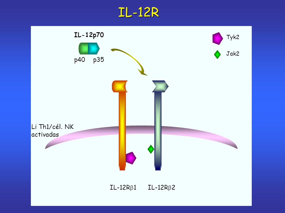 IL-12R IL-12p70 IL-12R1 p40 p35 IL-12R2 Li Th1/cél. NK activadas