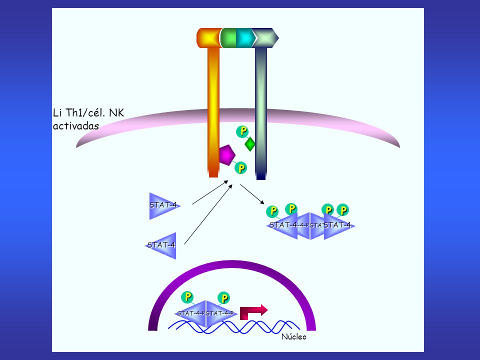 Li Th1/cél. NK activadas P P P P Núcleo STAT-4 STAT-4 STAT-4-P