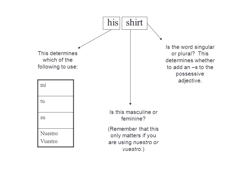 his shirt Is the word singular or plural This determines whether to add an –s to the possessive adjective.