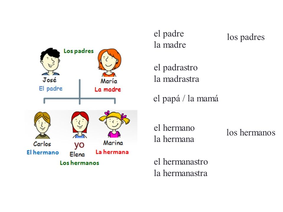 el padre la madre. el padrastro. la madrastra. los padres. el papá / la mamá. el hermano. la hermana.