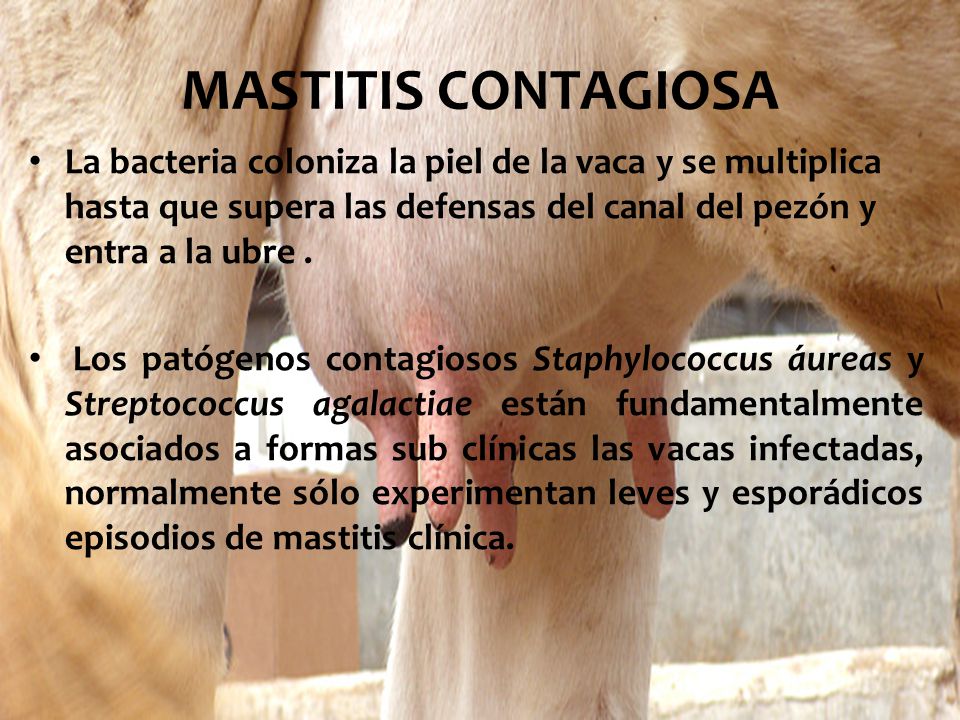 MASTITIS CONTAGIOSA La bacteria coloniza la piel de la vaca y se multiplica hasta que supera las defensas del canal del pezón y entra a la ubre .