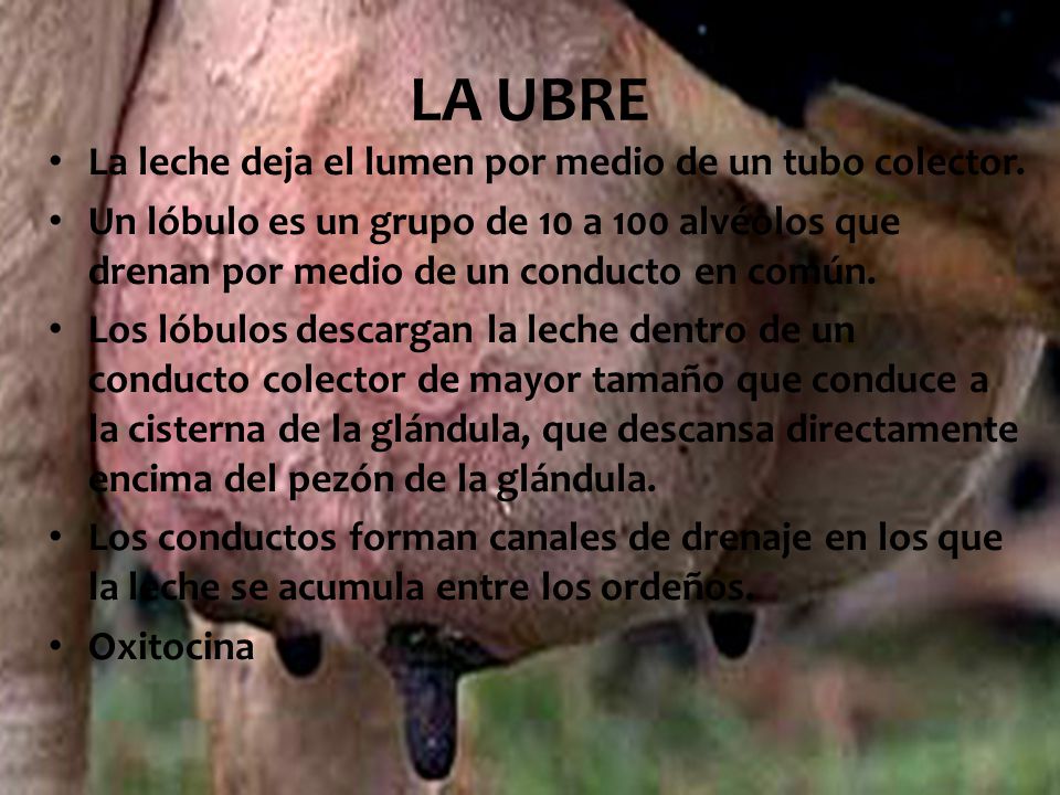 LA UBRE La leche deja el lumen por medio de un tubo colector.