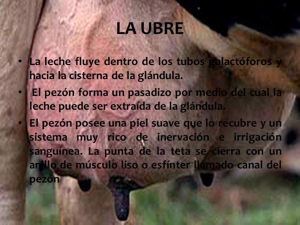 LA UBRE La leche fluye dentro de los tubos galactóforos y hacia la cisterna de la glándula.