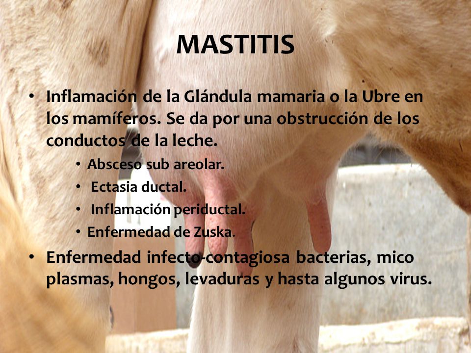 MASTITIS Inflamación de la Glándula mamaria o la Ubre en los mamíferos. Se da por una obstrucción de los conductos de la leche.