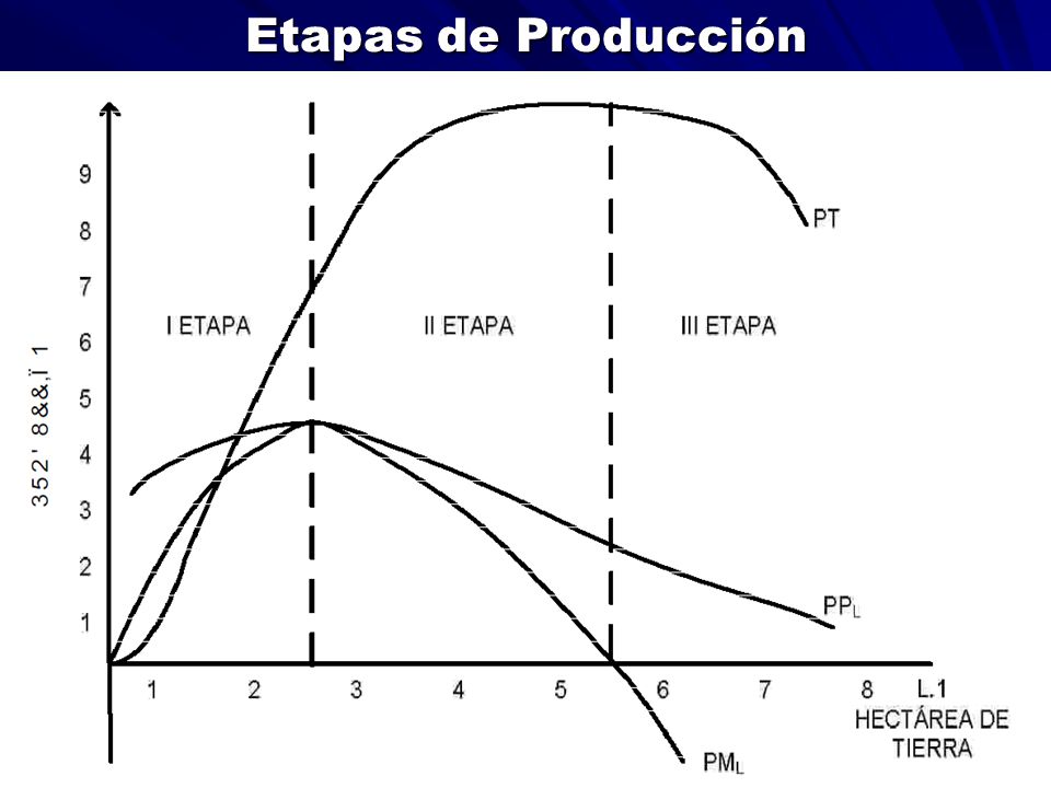 Etapas de Producción