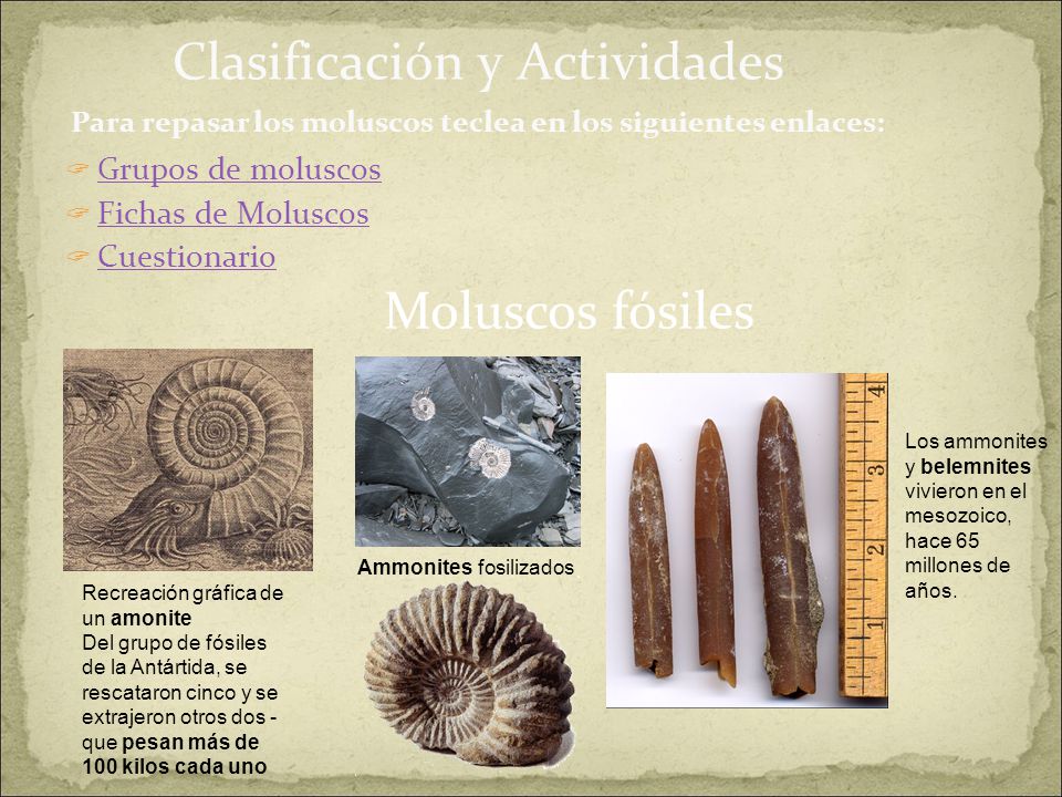 Clasificación y Actividades Para repasar los moluscos teclea en los siguientes enlaces: