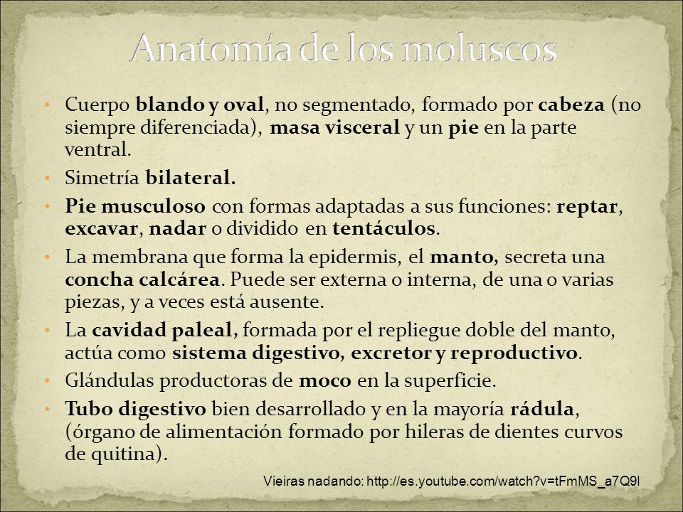 Glándulas productoras de moco en la superficie.