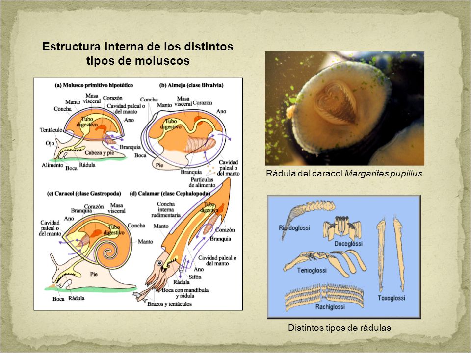 Estructura interna de los distintos tipos de moluscos