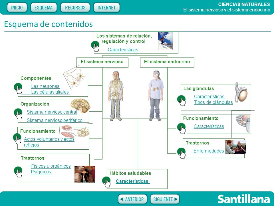 Esquema de contenidos Los sistemas de relación, regulación y control