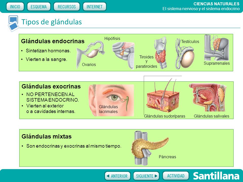 El Sistema Nervioso Y El Sistema Endocrino Ppt Video Online Descargar 