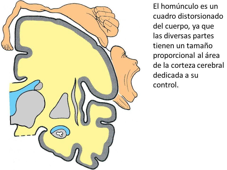 El homúnculo es un cuadro distorsionado del cuerpo, ya que las diversas partes tienen un tamaño proporcional al área de la corteza cerebral dedicada a su control.