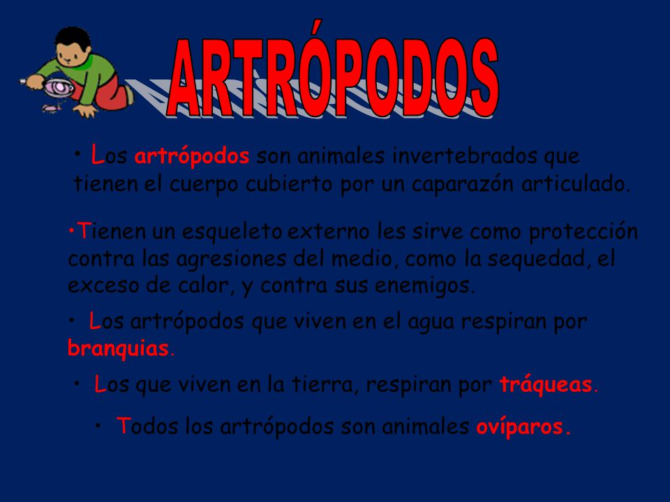 ARTRÓPODOS Los artrópodos son animales invertebrados que tienen el cuerpo cubierto por un caparazón articulado.